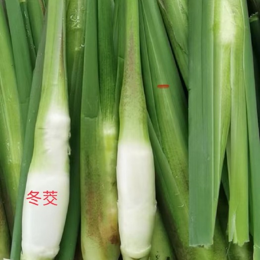缙云县茭白