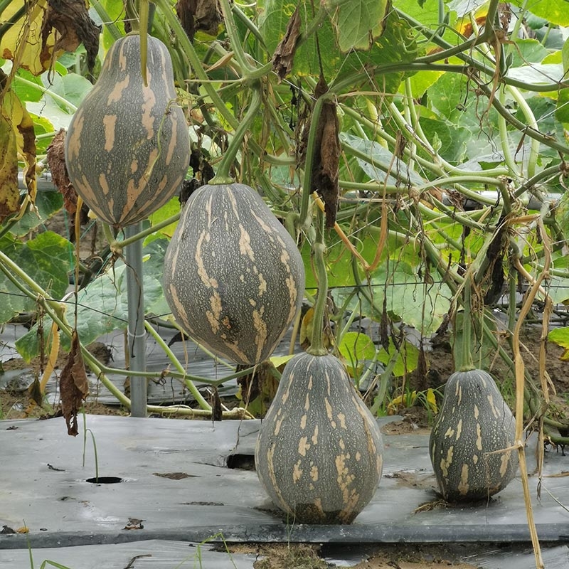 香芋南瓜种子香甜软糯香芋味春秋浓香南瓜种子庭院阳台蔬菜种子