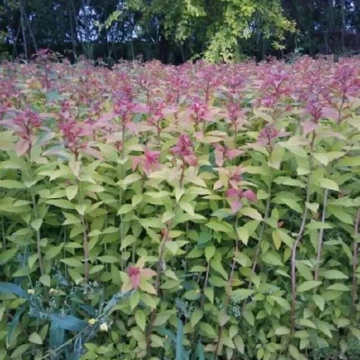宿迁金焰绣线菊