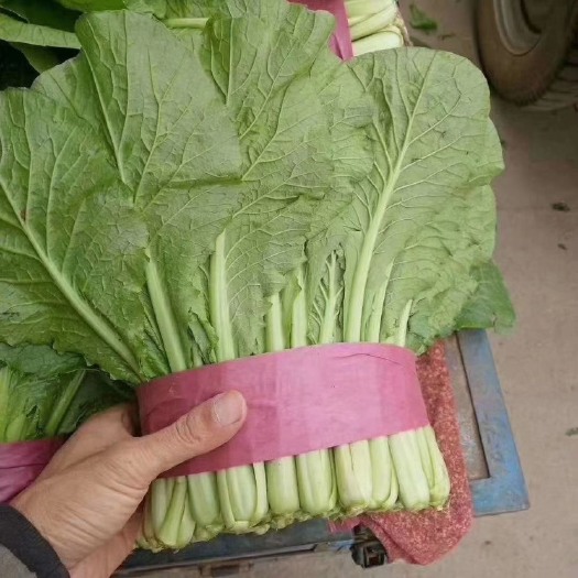 邯郸小白菜