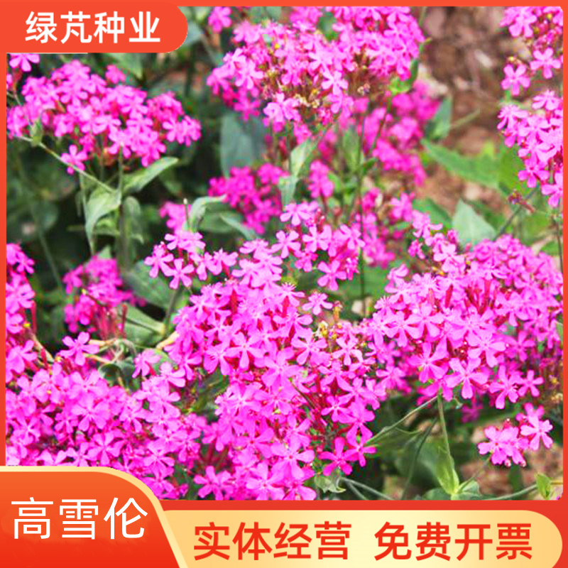 沭阳县高雪伦种子花卉种子美人草矮雪轮草花种子耐寒耐旱 容易栽培种籽