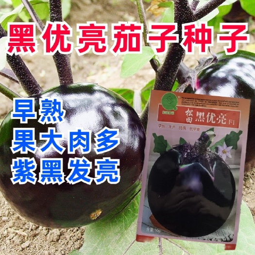 西安黑优亮圆茄种子黑色圆形茄种子紫黑发亮产量高茄子种子