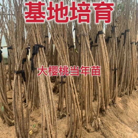 肥城市基地培育布鲁克斯樱桃苗 车厘子苗