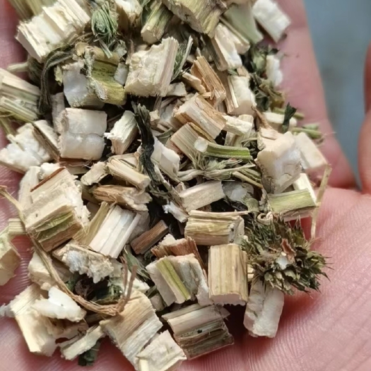 西安益母草