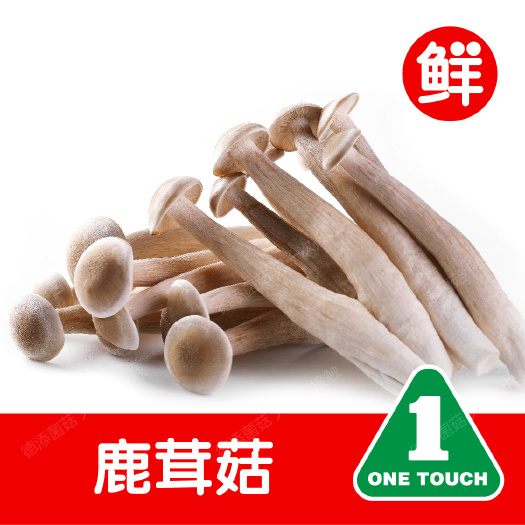上海鹿茸菇
