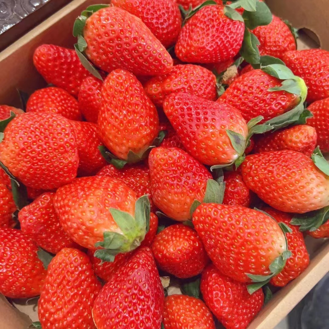 昆明草莓大量上市，现摘现发