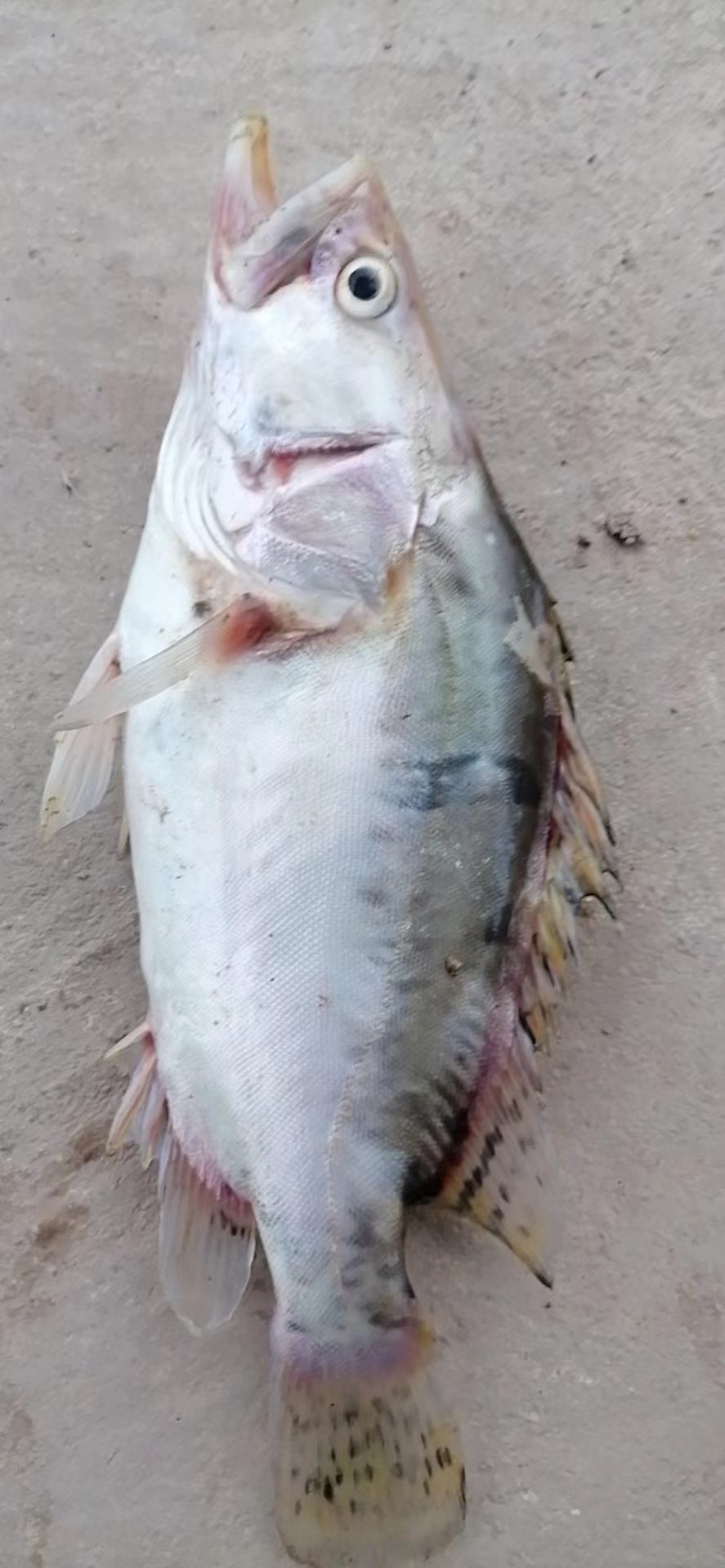 大眼鳜  鲜活水产批发  淡水鱼  桂鱼 桂花鱼