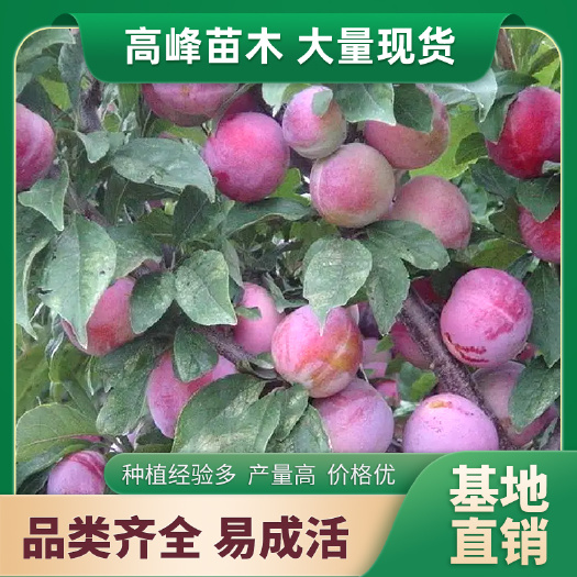 李子树 李子苗 吉胜李子苗 香蕉李子苗