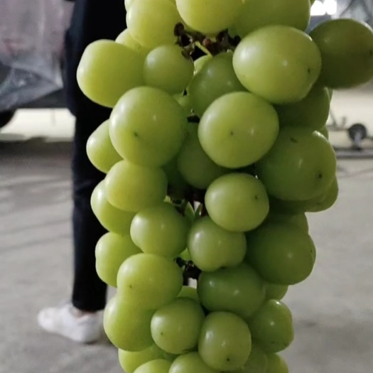 公主岭市阳光玫瑰嫁接苗 阳光玫瑰葡萄苗 蜜汁 茉莉香 巨峰