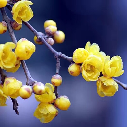 无锡蜡梅种子易播种耐寒耐热冬天开花观赏庭院种植四季播种批发价格