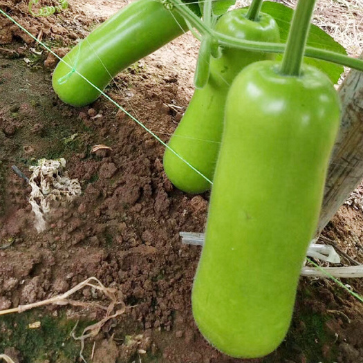 武汉基地优质品种中短瓠瓜种子 早生瓠瓜 蒲瓜种子短棒蒲瓜种子