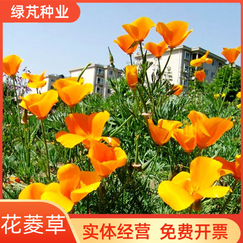 沭阳县花菱草种子 四季易种阳台花卉盆栽种子园林绿化花籽庭院花海设计