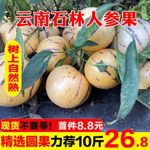 昆明云南石林人参果批发
