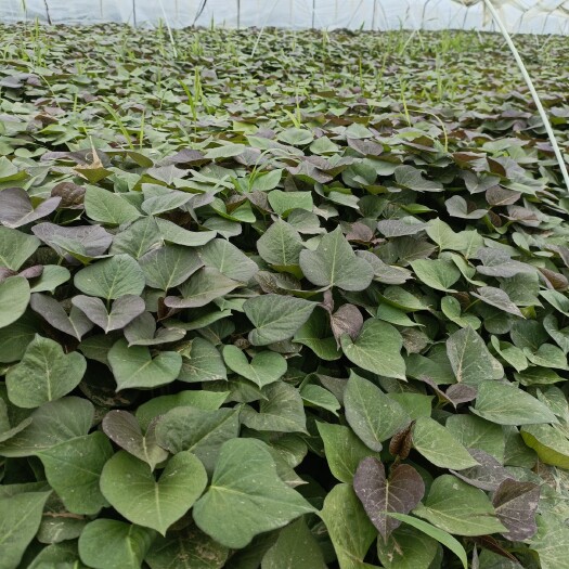 固安县脱毒西瓜红红薯苗，烟薯25，紫薯苗，红瑶苗，高端品种