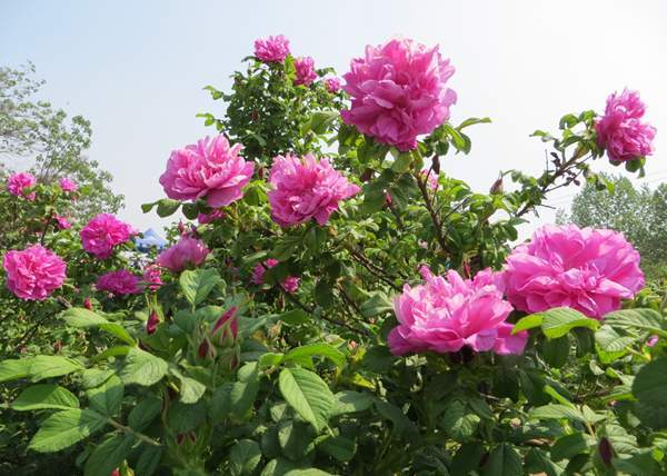无锡平阴玫瑰花
