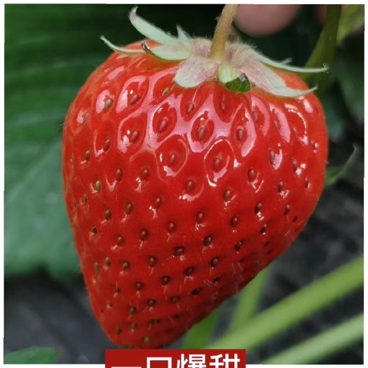 长丰县长丰红颜草莓 产地直发 支持一件代发