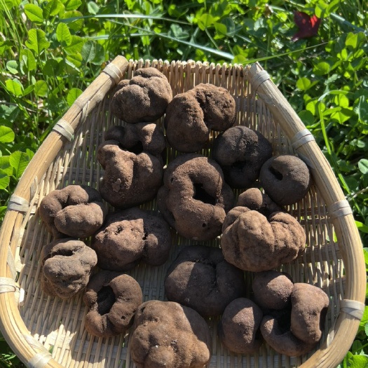 巍山县块菌松露猪拱菌鲜品老家货源大量批发量越大越便宜