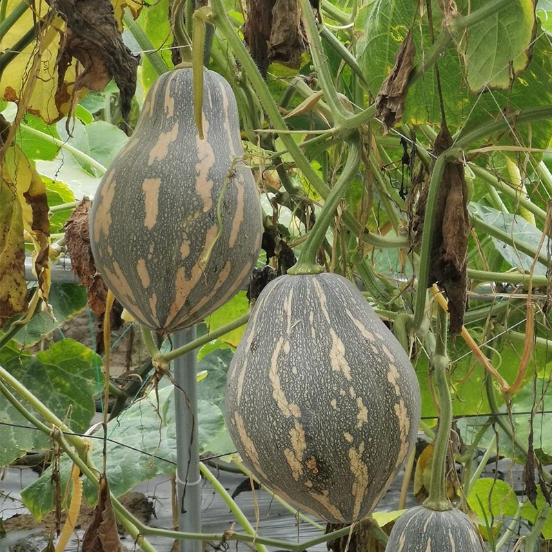 香芋南瓜种子香甜软糯香芋味春秋浓香南瓜种子庭院阳台蔬菜种子