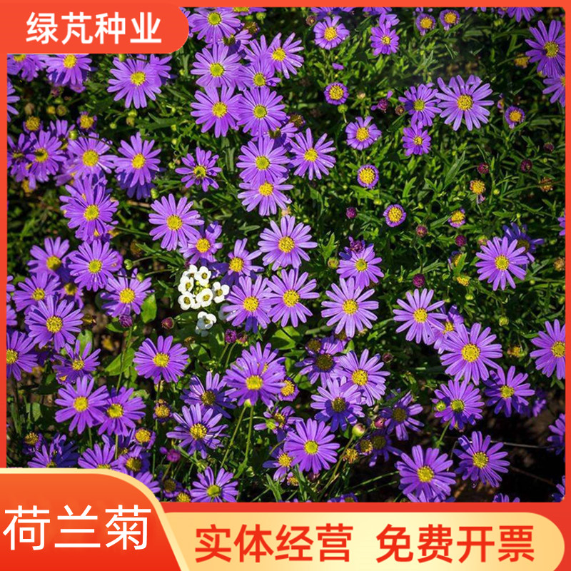 沭阳县多年生花籽宿根种子花庭院花草子荷兰菊耐寒花种喜阴花草种子