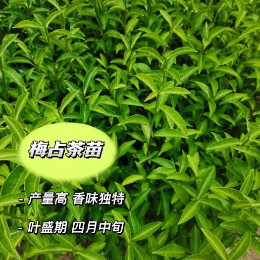 福安市梅占