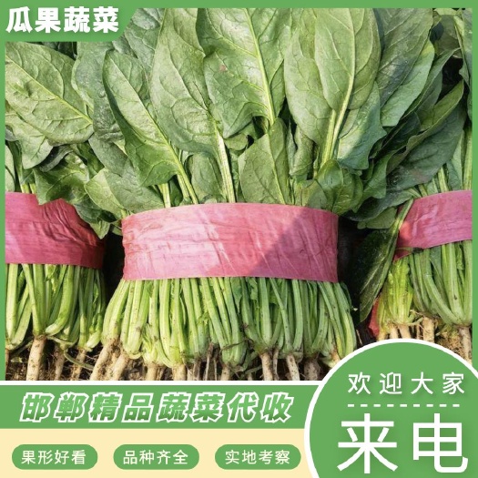精品菠菜本地菠菜常年有貨質(zhì)量保證 顏色綠根肥無蟲眼歡迎選購