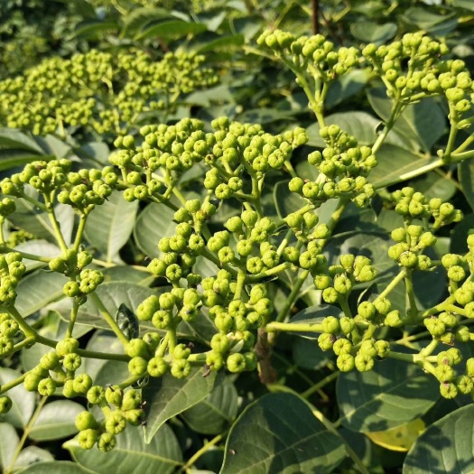 樟树市吴茱萸