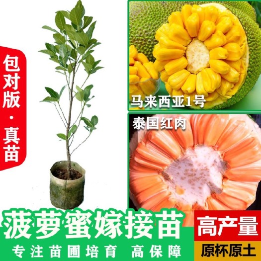 灵山县海南四季菠萝蜜树苗 嫁接菠萝蜜果树苗 泰国红肉菠萝蜜果树苗