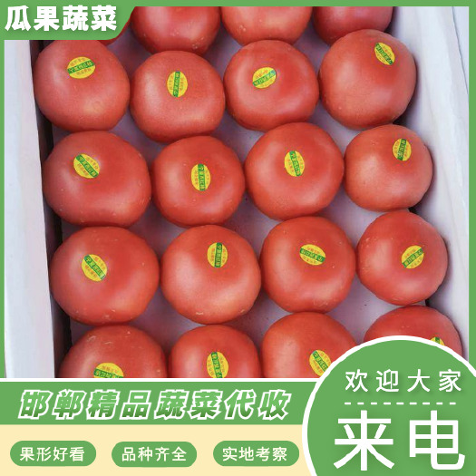 邯郸精品西红柿面好实果 果行好 每天大量有货 有需要的联系我