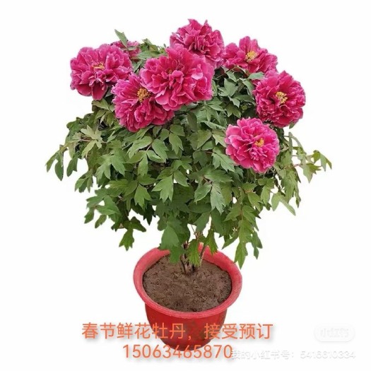 春节鲜花牡丹，年宵花