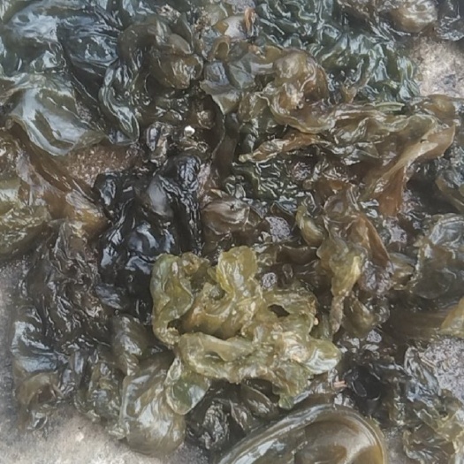 内乡县大量批发手工筛地皮菜，杂质少，没有草石头子，一斤泡10斤左右