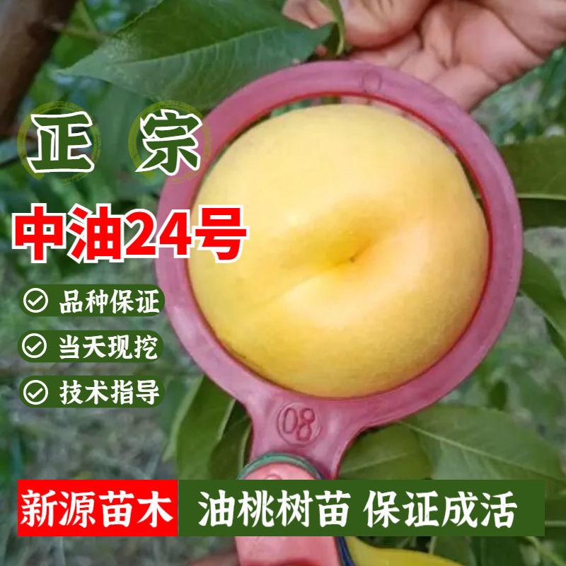 平邑县中油24号桃树苗嫁接苗包成活包结果提供技术指导可签合同现挖现