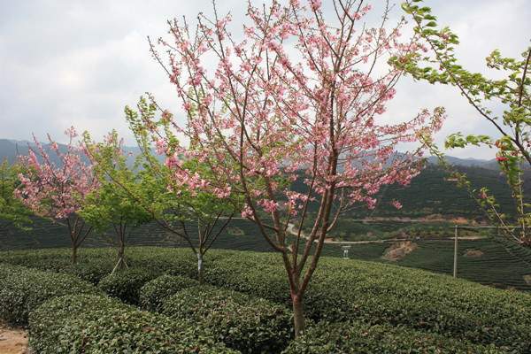 山樱花