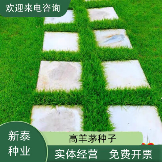 高羊茅种子 草坪种子 护坡种子 新货，质量保证 包邮量大优惠