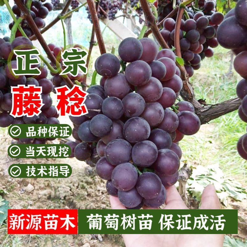 平邑县藤稔葡萄苗嫁接苗5bb夏黑3309m贝达101-14砧木齐全