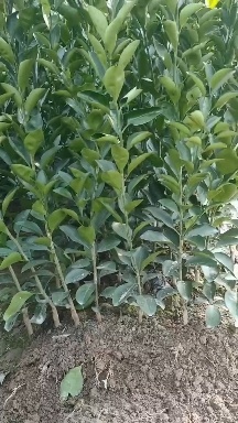 建阳优质健康甜桔柚苗，包种保活免费技术教学，种出优质水果