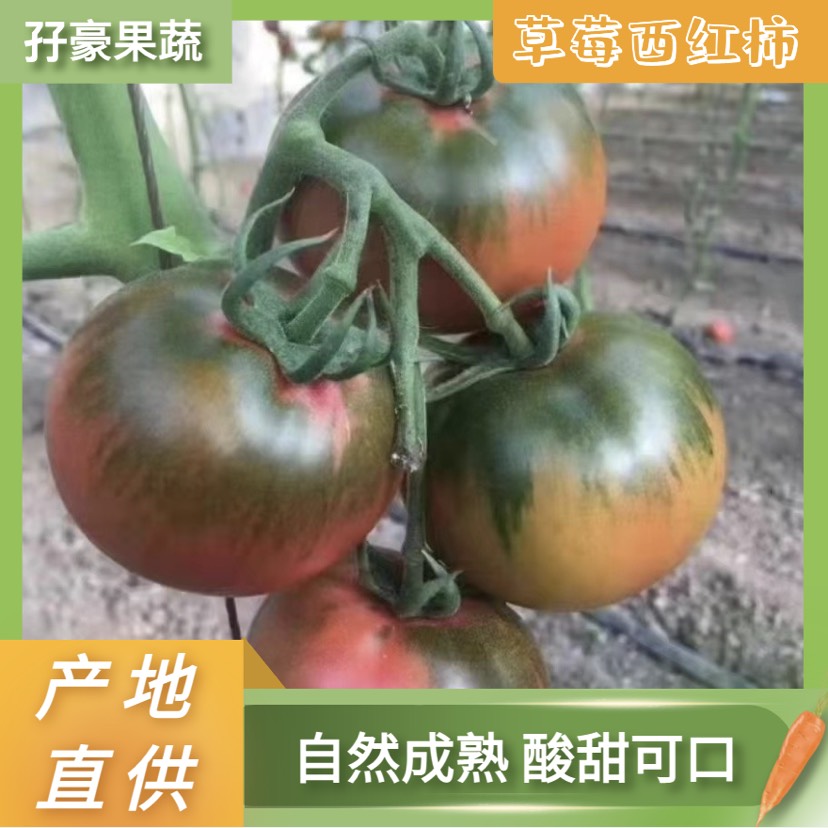 海阳市水果西红柿 草莓西红柿 铁皮柿子