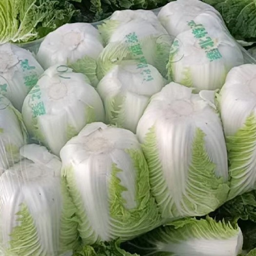 天门市白菜萝卜
