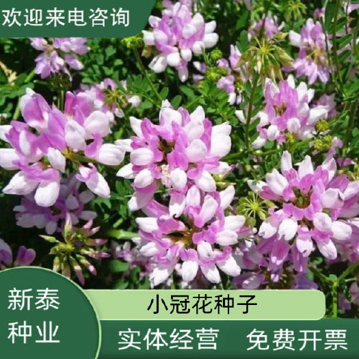 多边小冠花种子多变小冠花多年生景观护坡花卉庭院盆栽花海种子