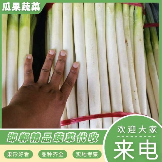 邯郸邯郸精品大葱