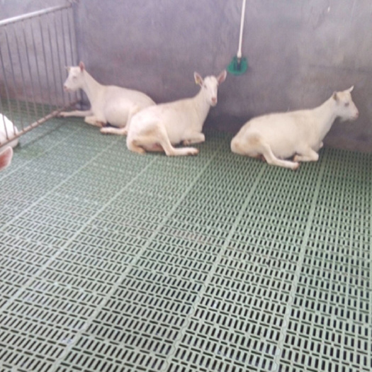 塑料羊漏粪板 羊舍塑料垫板 羊舍羊脚垫
