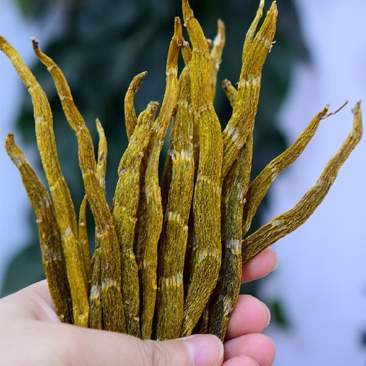 兴义市珍虫石斛干条