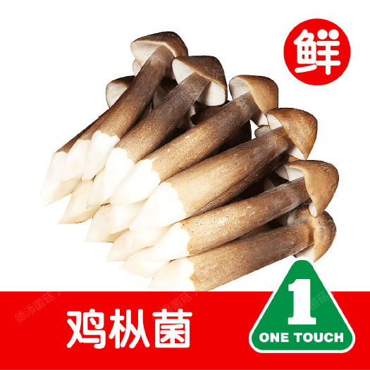 上海黑鸡枞菌