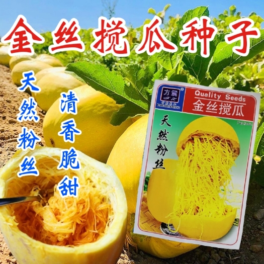 西安金丝搅瓜种子金丝绞瓜种子天然粉丝南瓜种子四季庭院种植