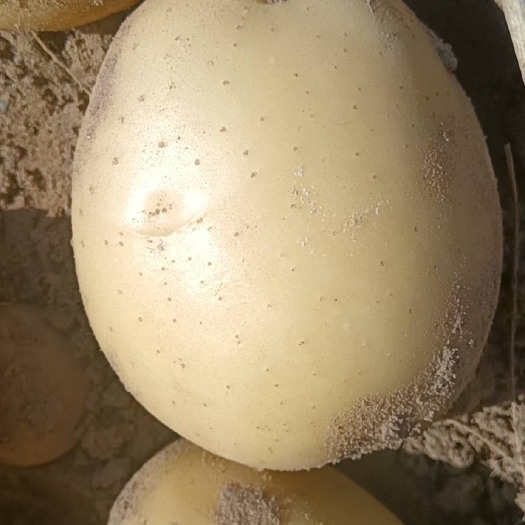 康保县康保优质v7土豆，自己一手货源无其他费用，欢迎看货详询。