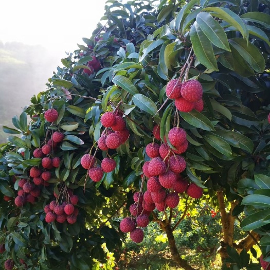 灵山县仙进奉荔枝苗广州增城区正品嫁接苗品种好易管理厂家苗圃直销包邮