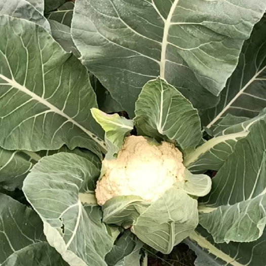 重庆市花菜、萝卜