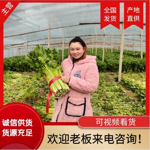 夏邑县夏邑大棚西芹，大量上市中，全国代发！