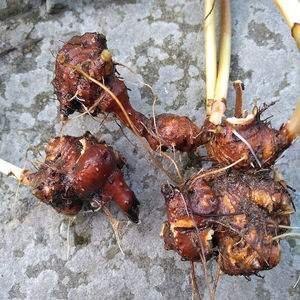 兰荞根