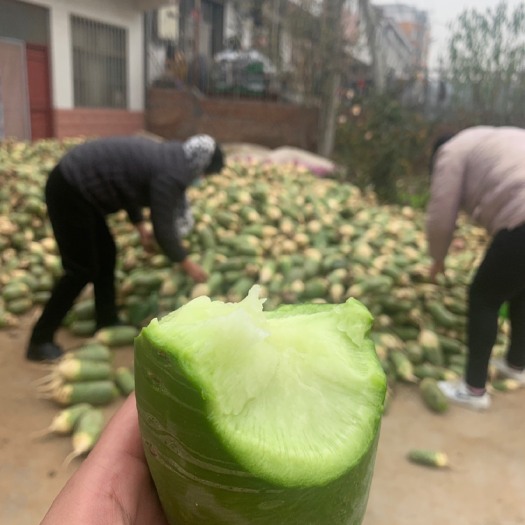 汶上县水果萝卜 水萝卜青萝卜 建东家庭农场种植基地