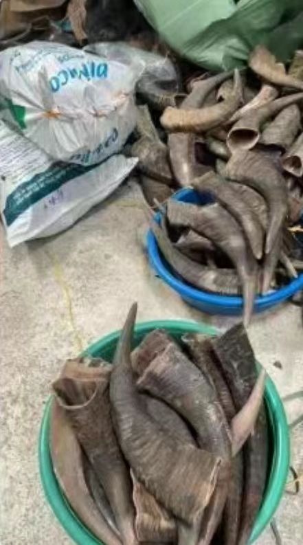 龙州县正宗放养白水牛角